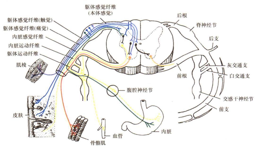 脊柱神经支配疼痛区域,脊柱神经支配的脏腑