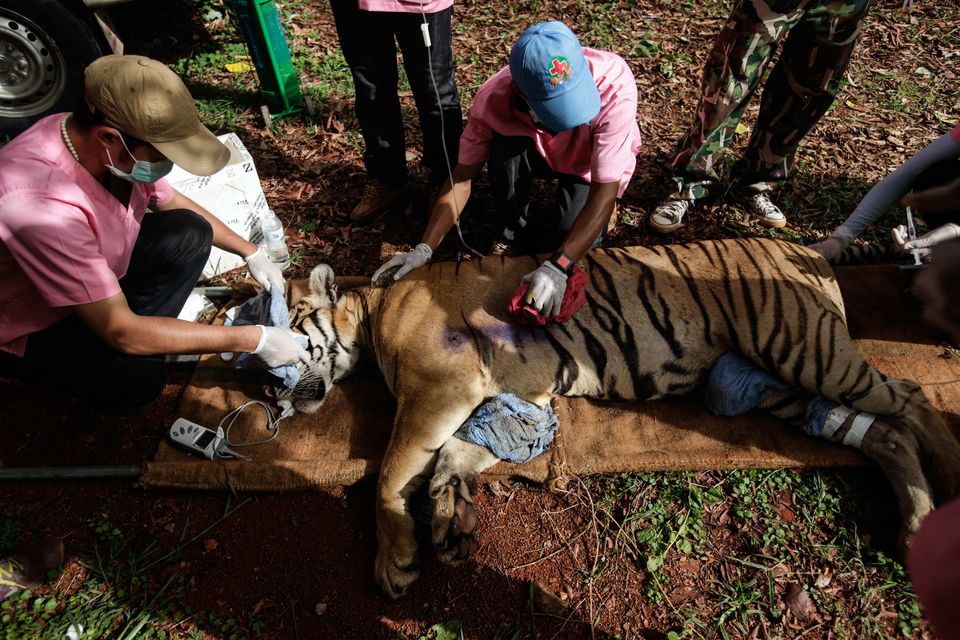 动物园老虎死后的尸体,动物园老虎死了是怎么处理的