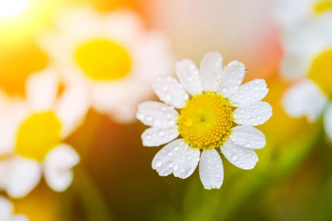 祝生日快乐的长篇古诗词,祝生日快乐的一首诗
