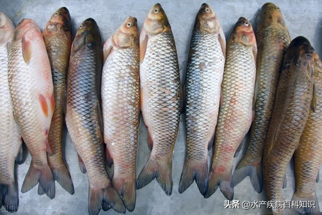 水产出血病用什么药,夏季水产养殖烂鳃出血病