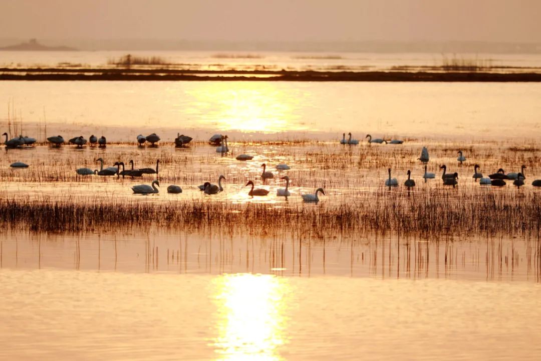 南京景色视频,南京景色作文
