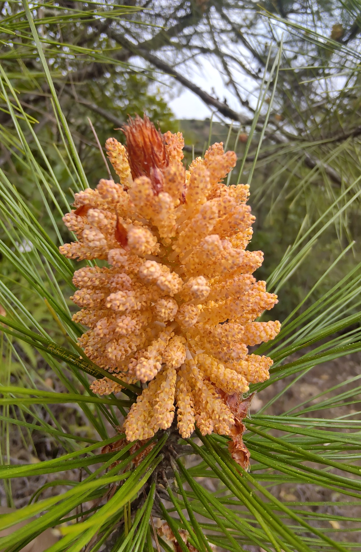 大家纷纷出去赏樱花，我却和老婆偷偷去山里看松树花，收获如何？