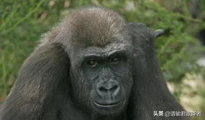 海底知识大全关于动物和植物,我们了解到了很多动物的知识