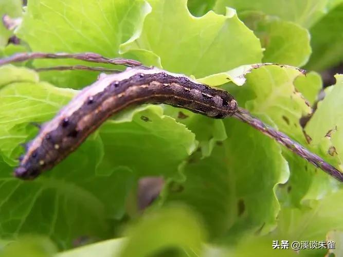 苏云金杆菌杀虫剂对蜜蜂有害吗,苏云金芽孢杆菌对蜜蜂有害吗