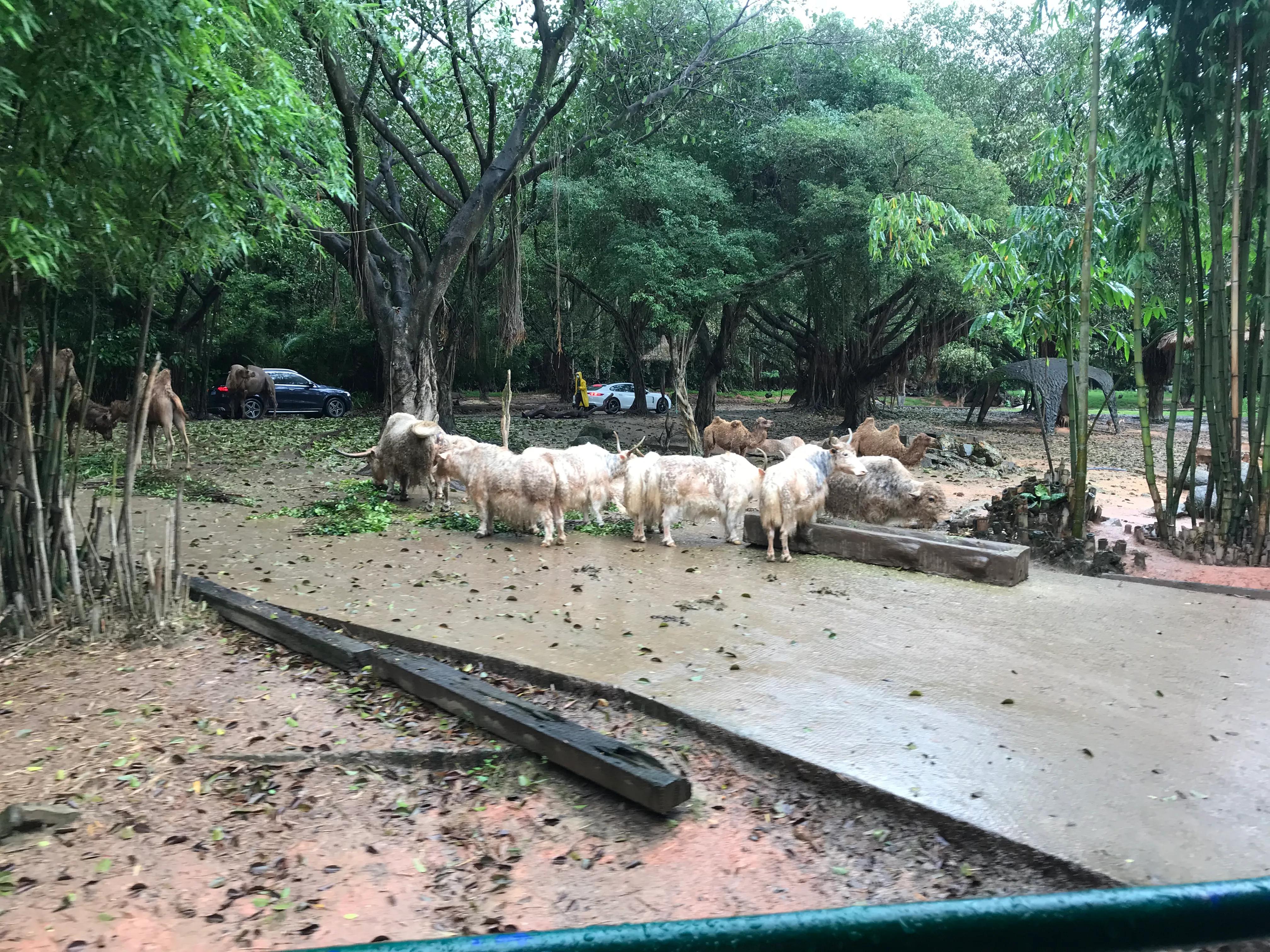 长隆野生动物园有什么独特之处,长隆野生动物园动物讲解视频