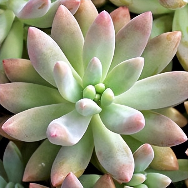 102个大类近500个多肉植物图片，都极其美丽，建议在家中也养一盆