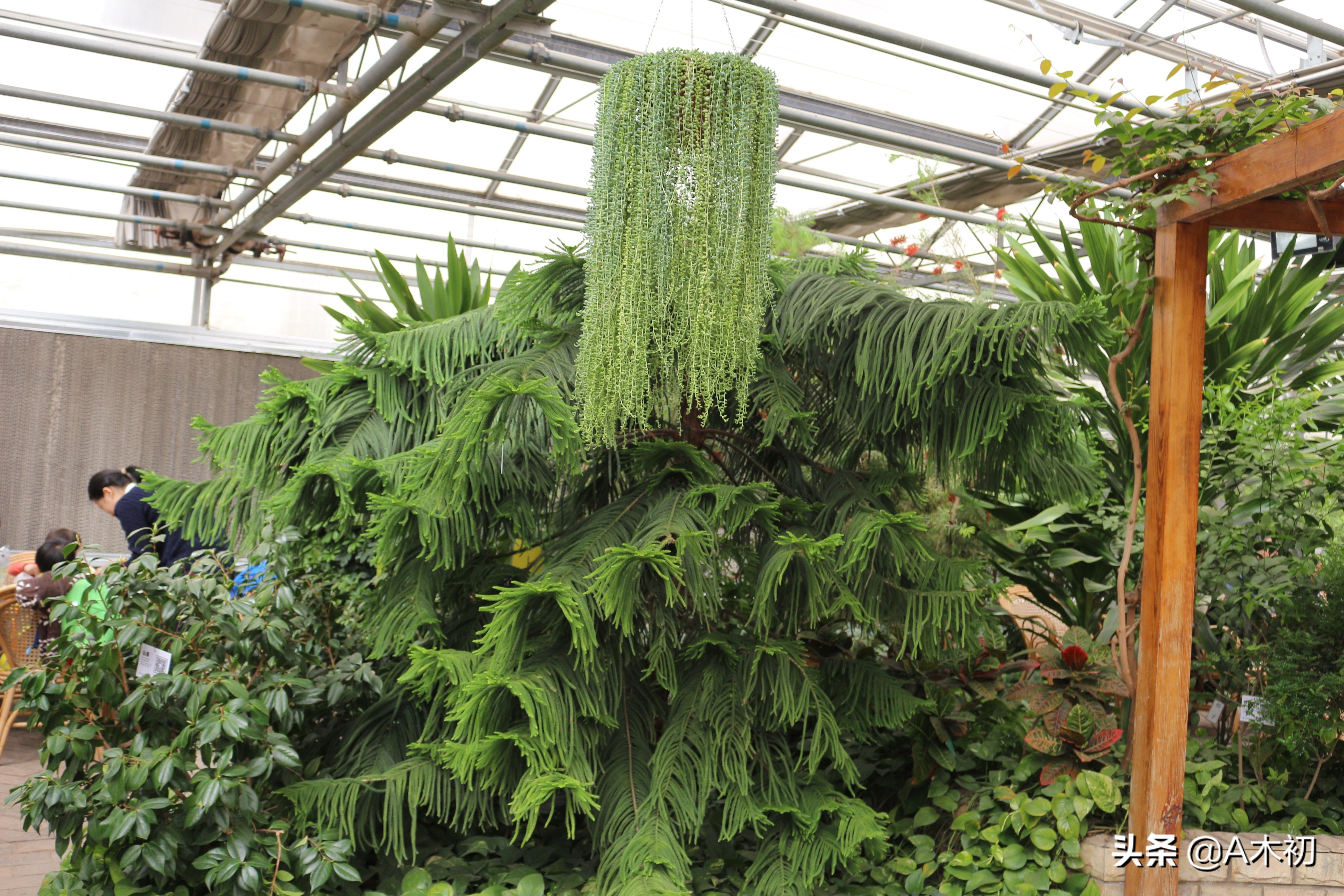 唐张蠙简介,唐代张宰相