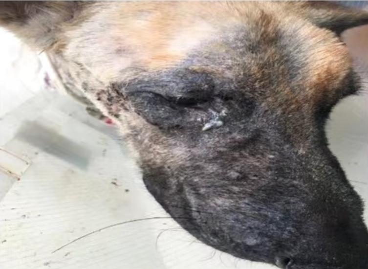 妈咪爱免疫营养宠物日粮挑战重度非健康犬实例