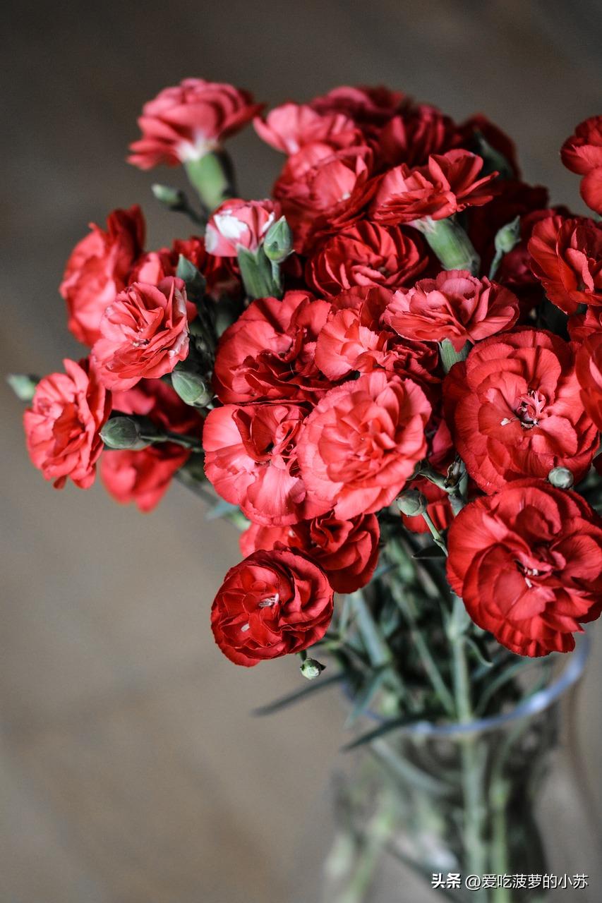 花卉小常识天竺葵,盆栽康乃馨小知识