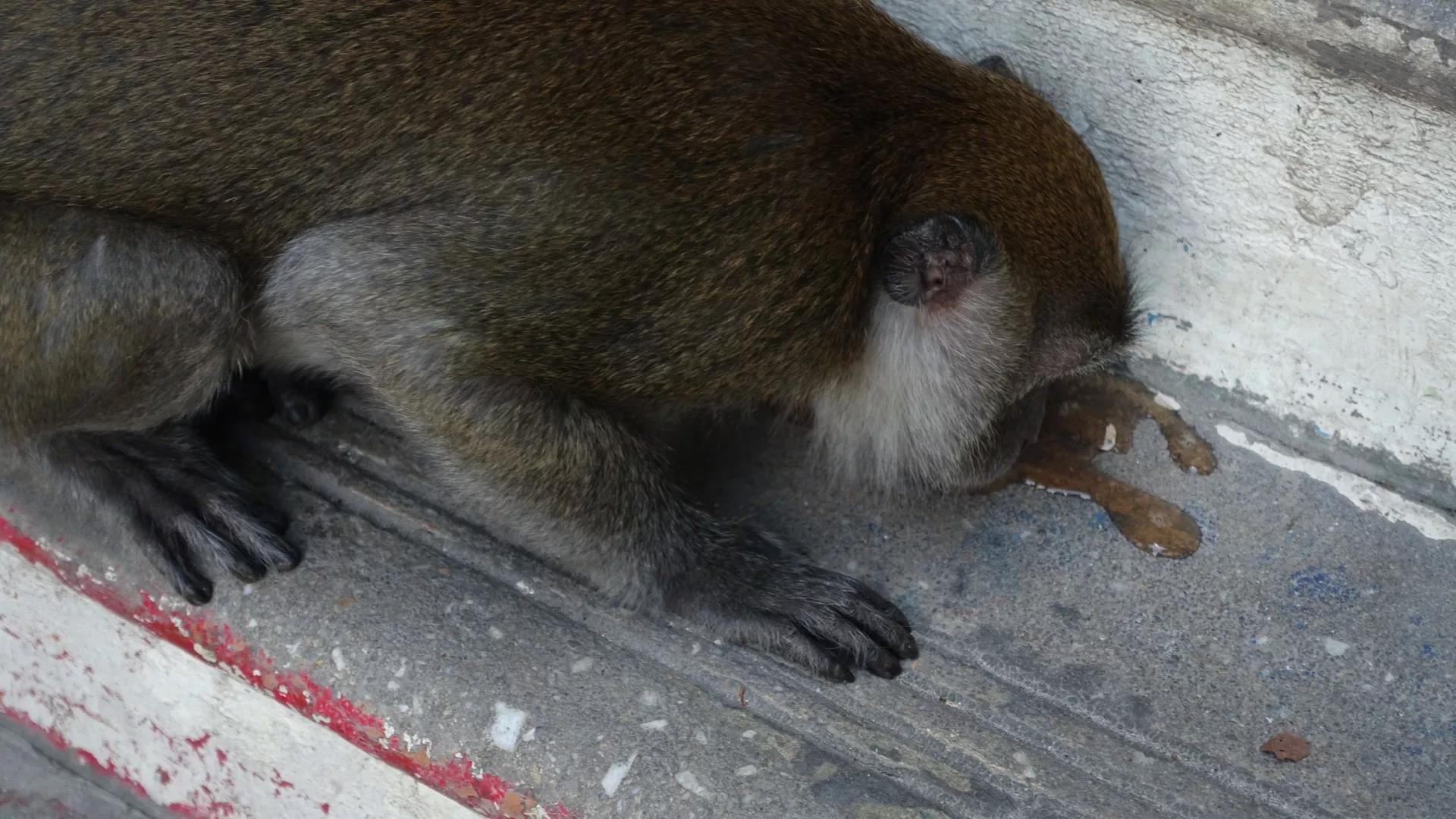 钱猫猫王者荣耀,钱猫猫的视频