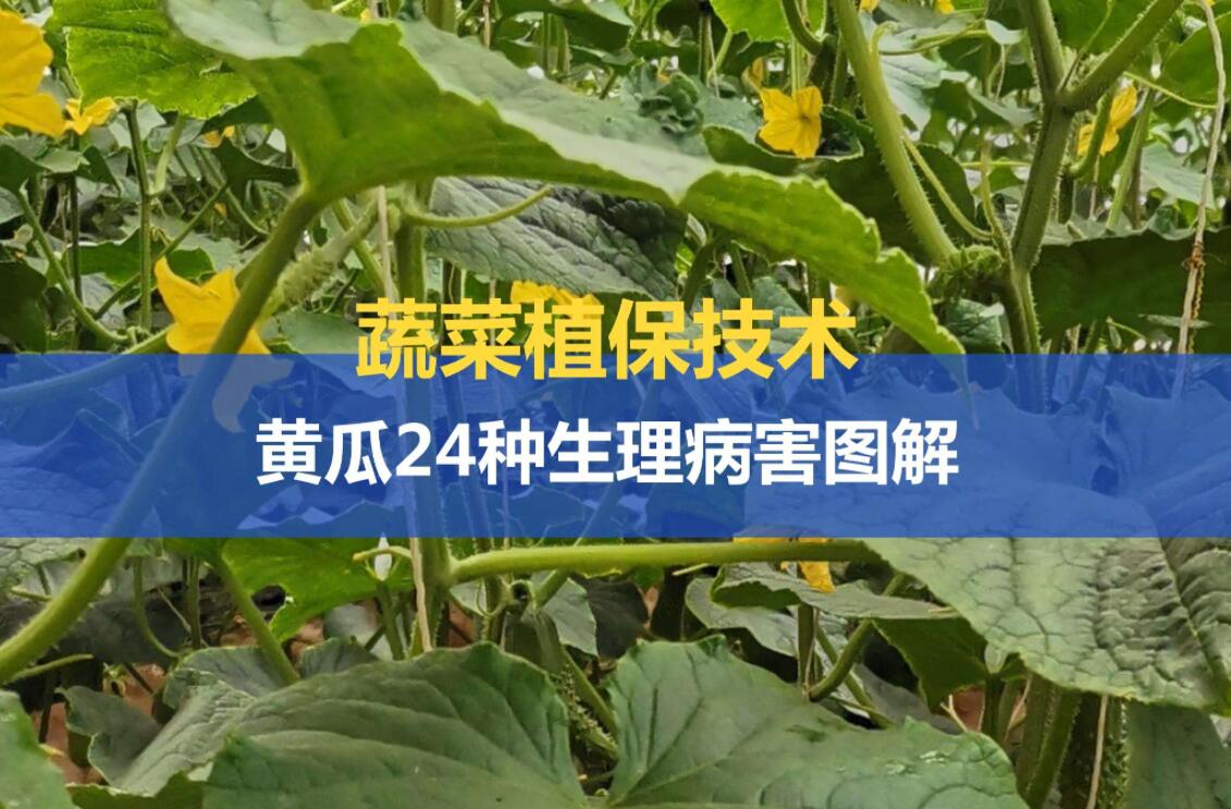 种黄瓜怎样防虫害,大棚黄瓜的主要病虫害及防治技术