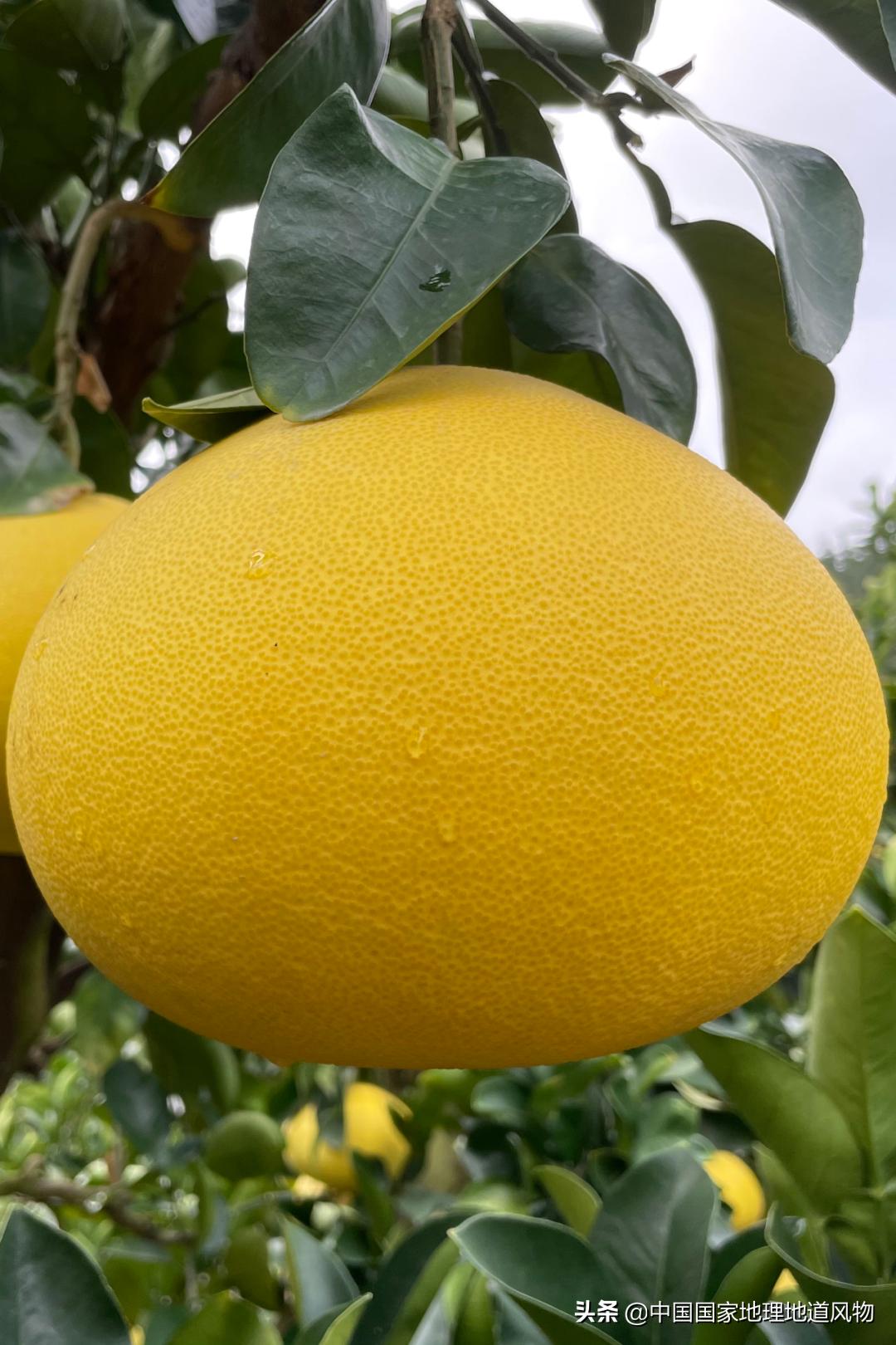 莆田的枇杷什么时候最好吃,莆田的枇杷又大又甜