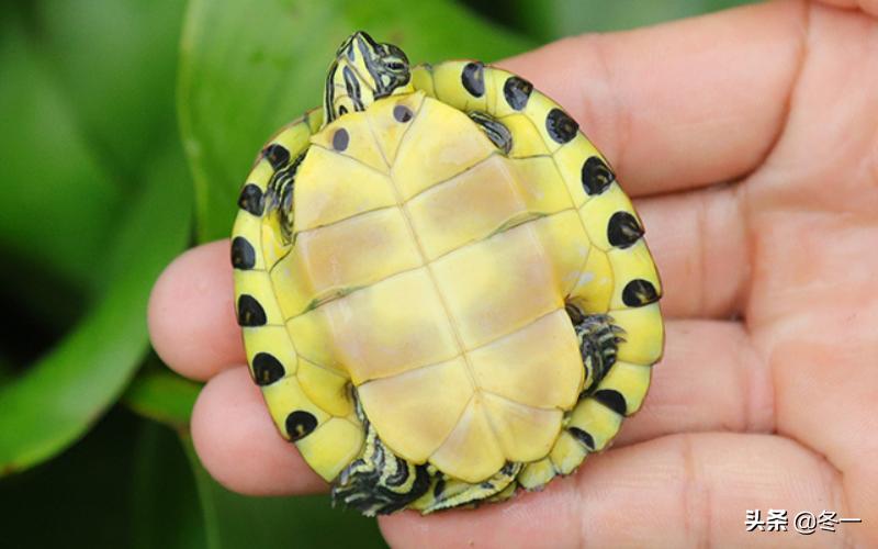 养龟避坑,新手养龟入门基础知识