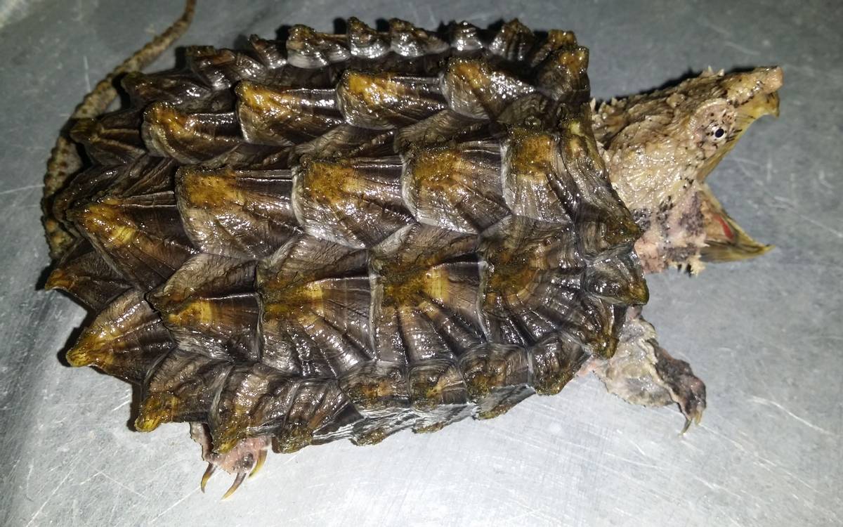 鳄龟养殖方法和注意什么,鳄龟苗子深水饲养方法