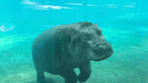 河马最怕什么凶猛的食肉动物,大型尼罗鳄与河马共存