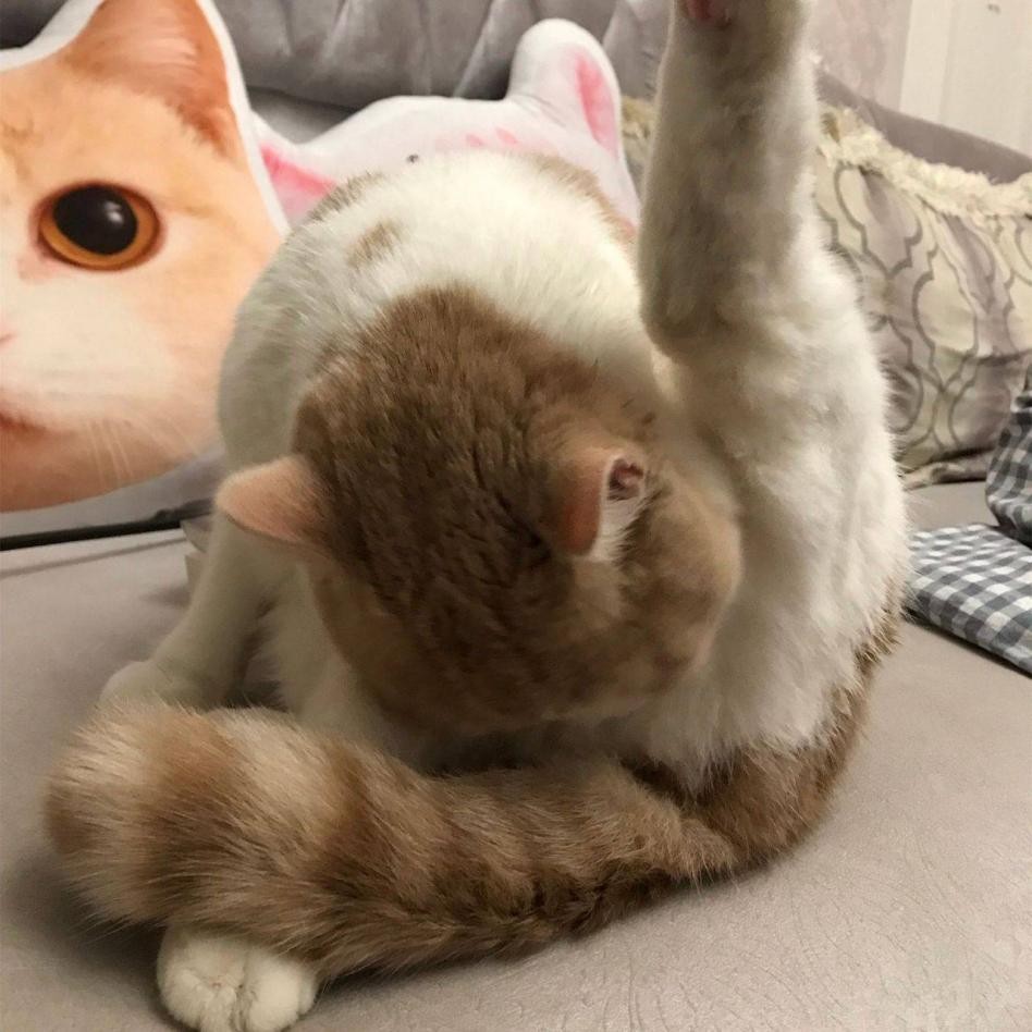 猫咪的肛门腺需要挤吗？真相来了