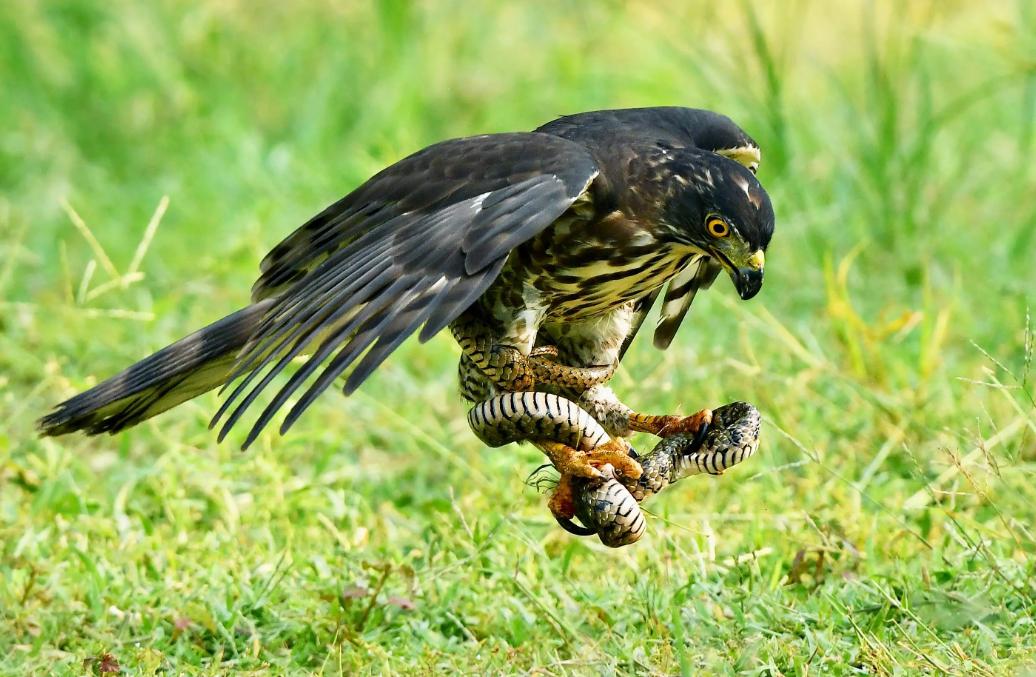 老鹰还能免疫蛇毒？不分品种逮着就吃，毒蛇真的拿老鹰没办法吗？