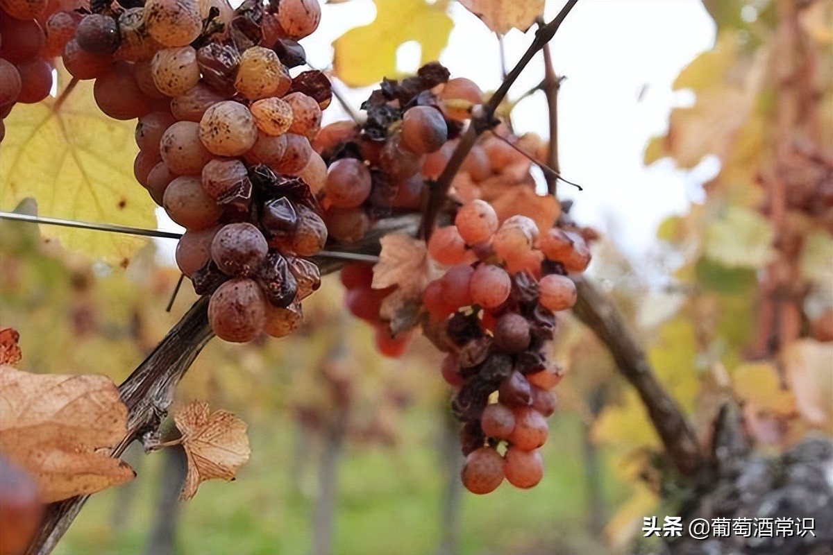 阿尔萨斯产区灰皮诺,PINOTGRIS、黑皮诺,PINOTNOIR葡萄酒简介