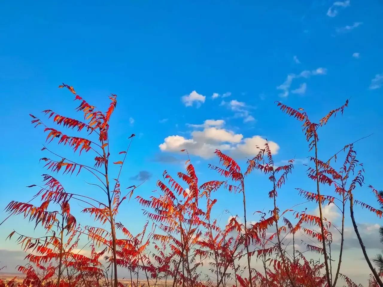 2022年日历壬寅虎年,农历2022年十月初一壬寅虎年