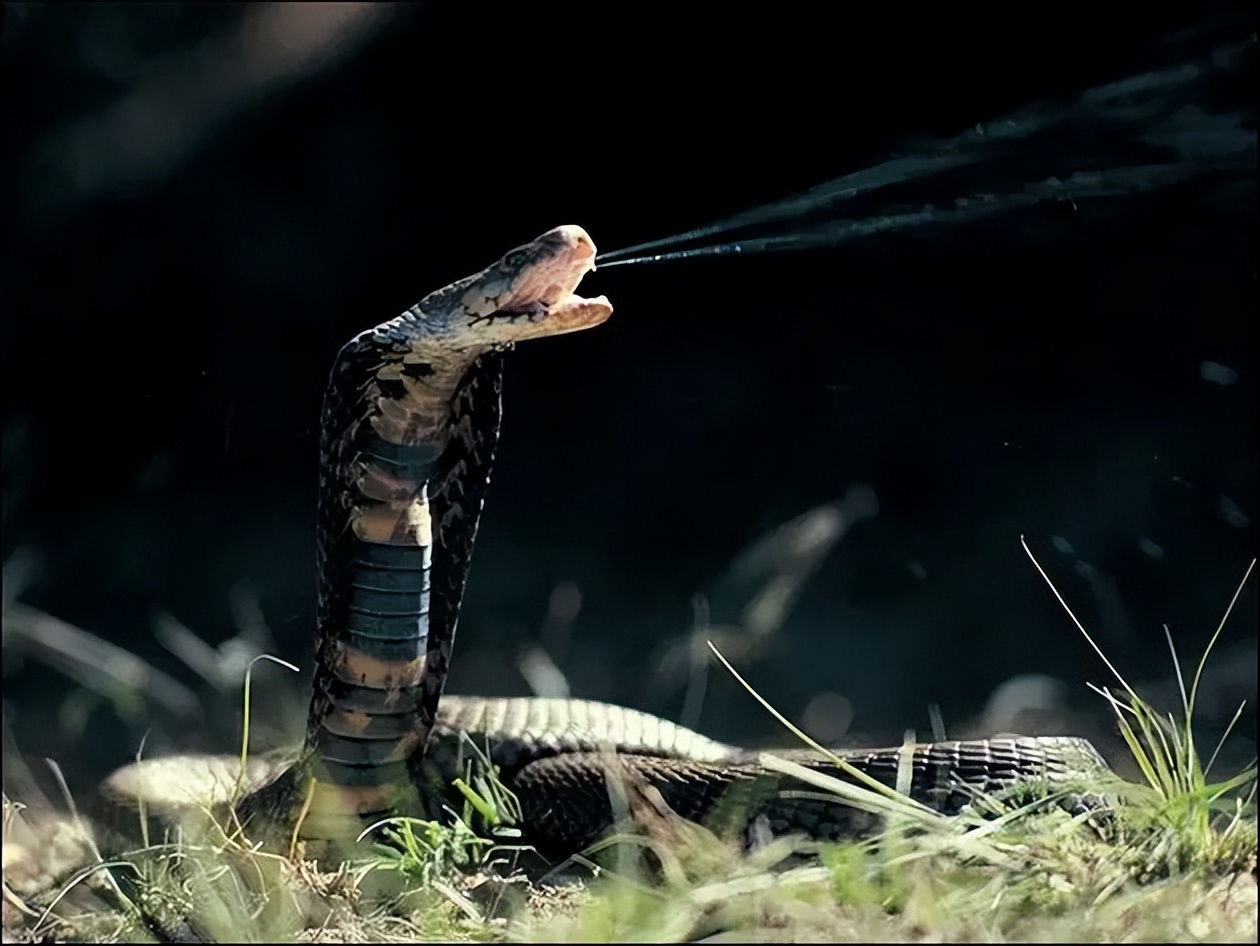被五步蛇咬伤的急救措施,浙江男子被五步蛇烙铁头蛇咬伤自救
