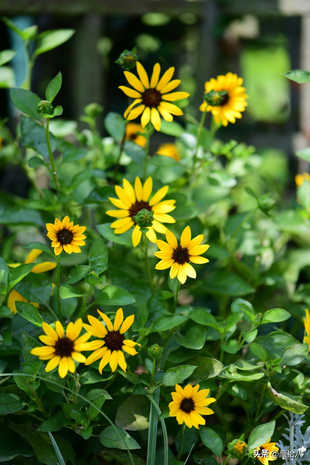 光辉岁月向日葵单朵花能开多少天,光辉岁月向日葵开花效果