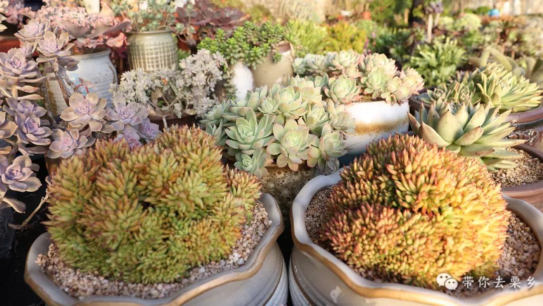 卖萌经济的生意经,卖萌致富