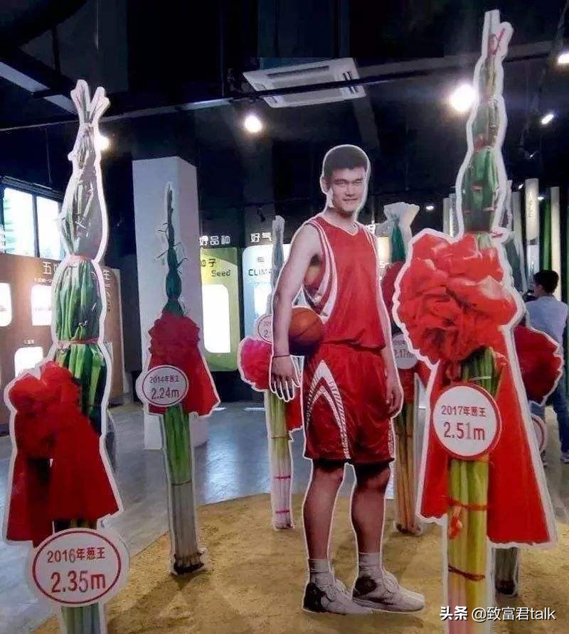 他种的大葱，比姚明高一头