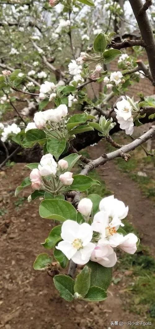 吉县有机红富士苹果,吉县农产品红富士苹果