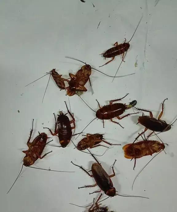 如何快速除蟑螂最有效,快速除蟑螂最有效方法