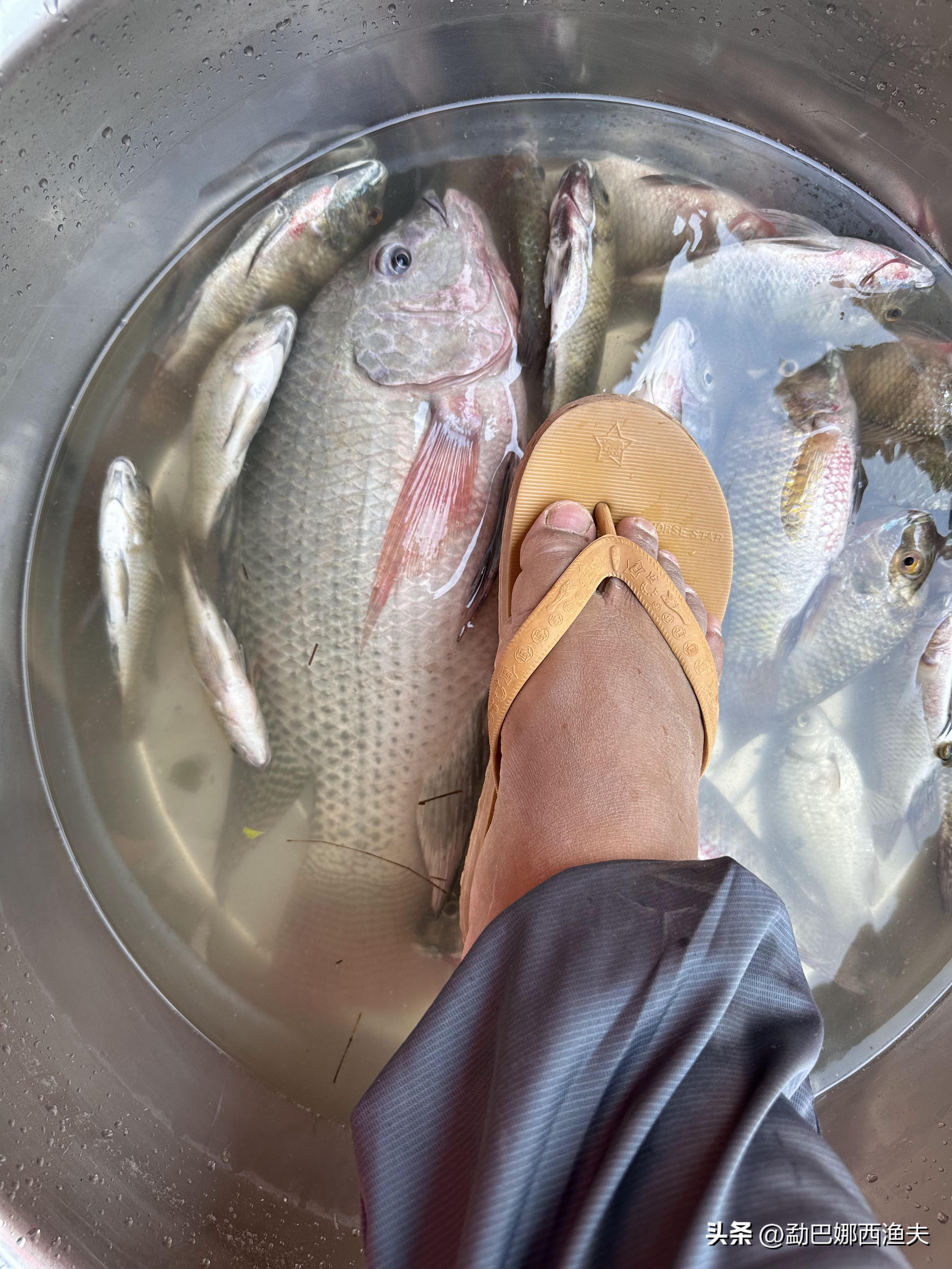 2020万峰湖野钓大罗非,万峰湖陇纳村野钓大罗非