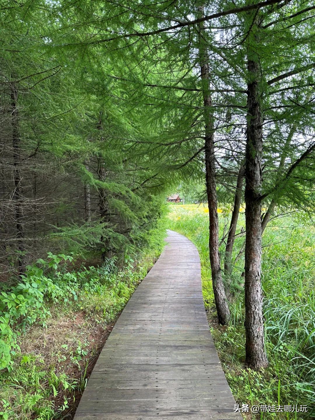 长白山二道白河旅游攻略7月游,自驾二道白河长白山旅游攻略