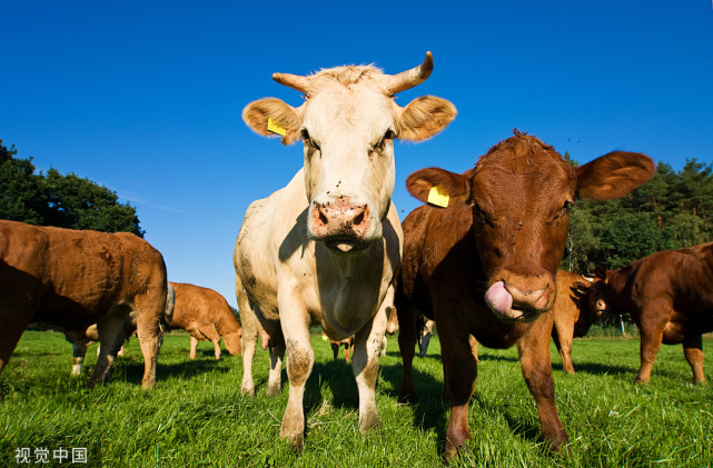 母牛屡配不孕的原因及解决办法,母牛不孕的原因及解决方法