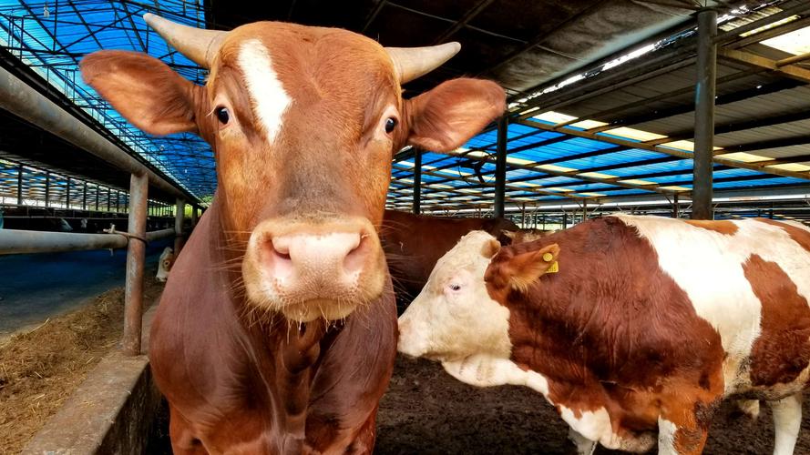 牛消化不良的原因及解决方法,牛消化吸收不好怎么调理