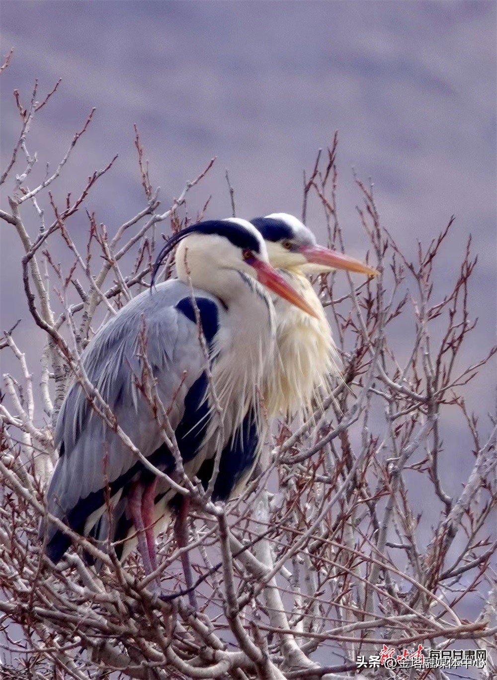【镜观陇原】康乐晏家村：天蓝风清*光春**美苍鹭衔枝筑巢忙
