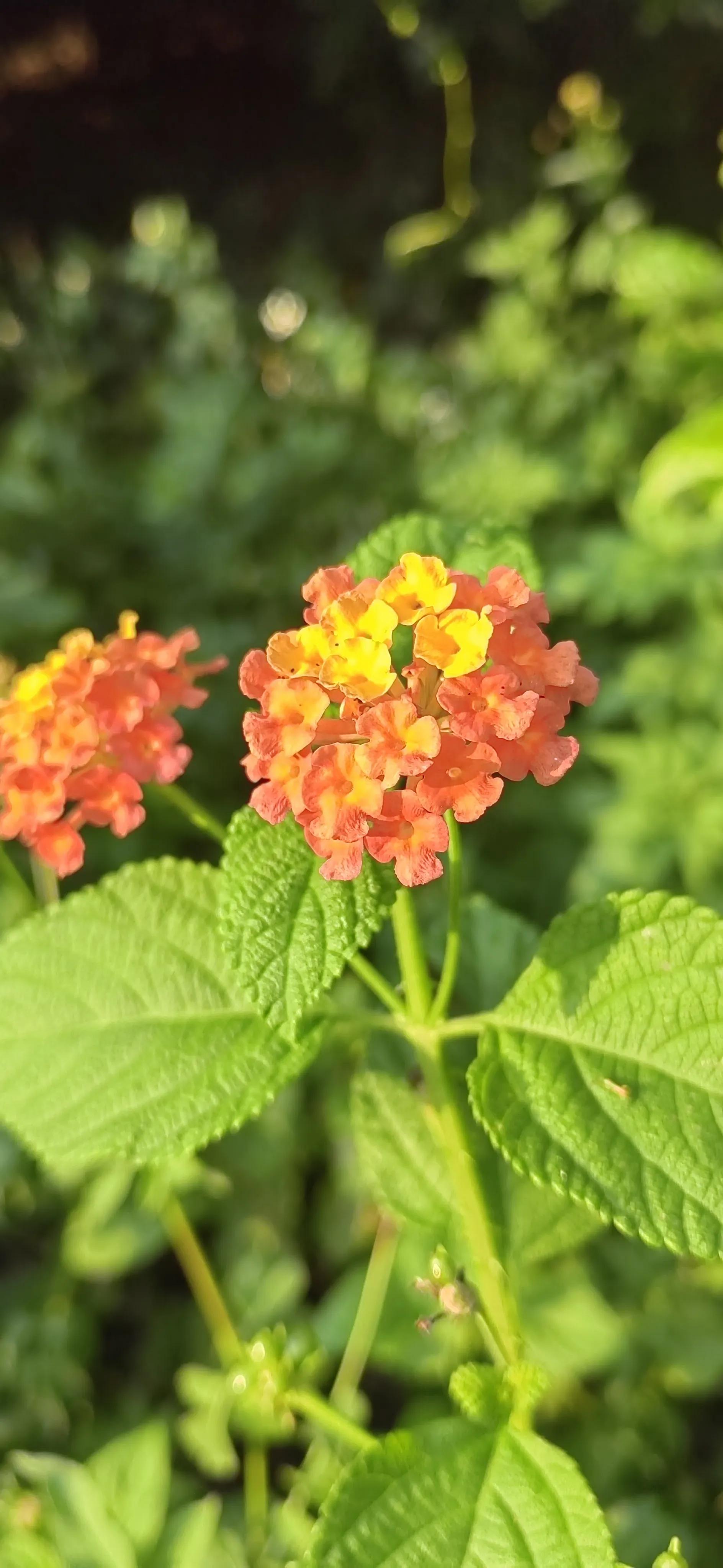 冬季吃什么水果属于应季水果,应季水果新鲜水果