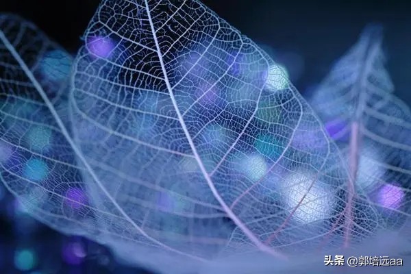 一小伙卖树叶一天挣12000,贵州女子巧用树叶赚大钱