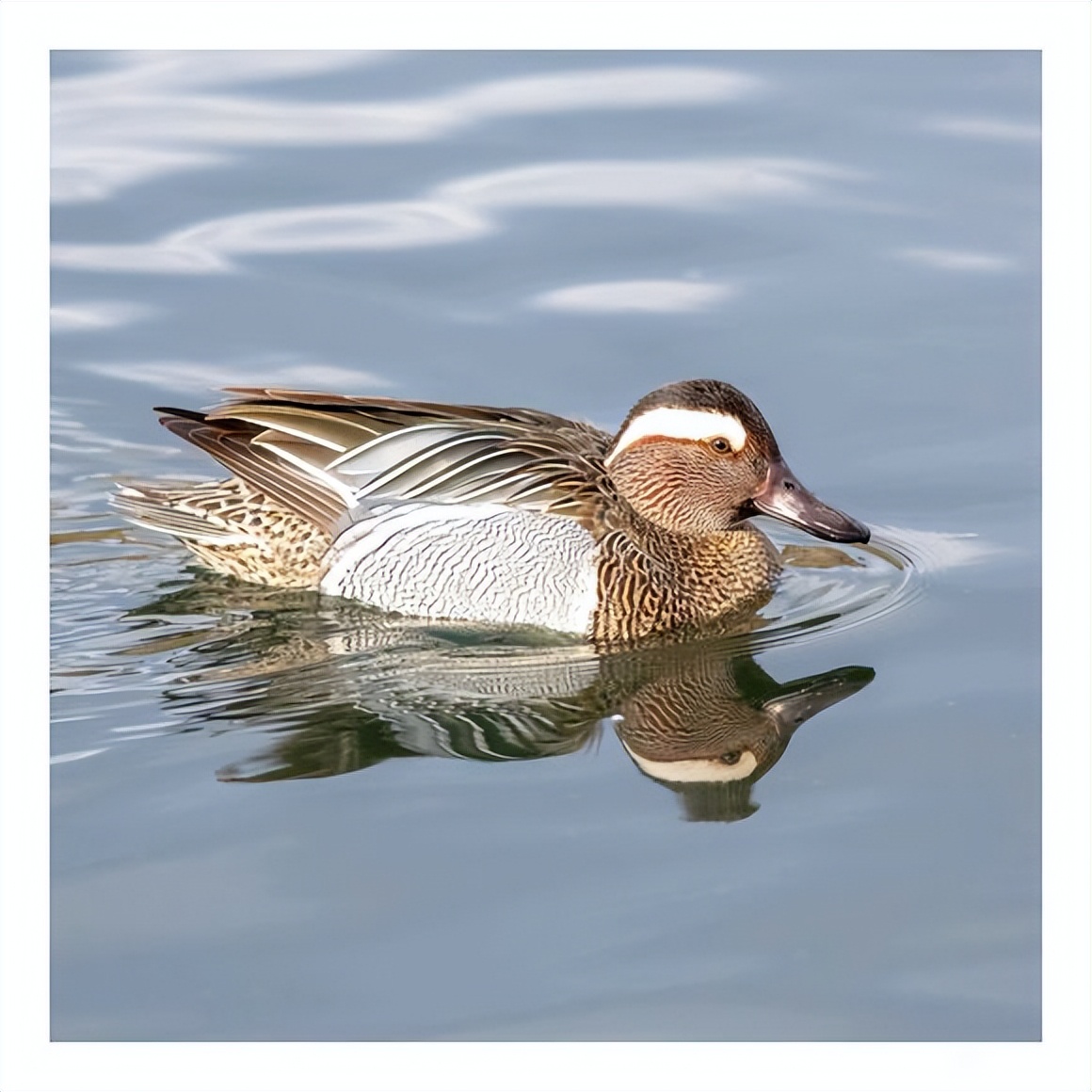 「科普」我国境内鸟类繁多,这40种罕见的鸟儿你都认识吗?