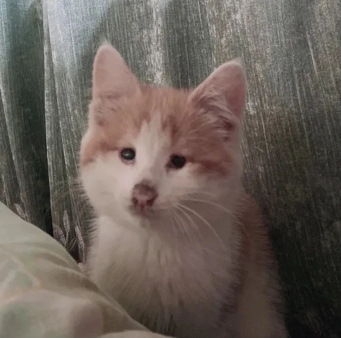 捡回来的流浪猫目光呆滞躲在角落,捡到一只爬满虫的流浪猫