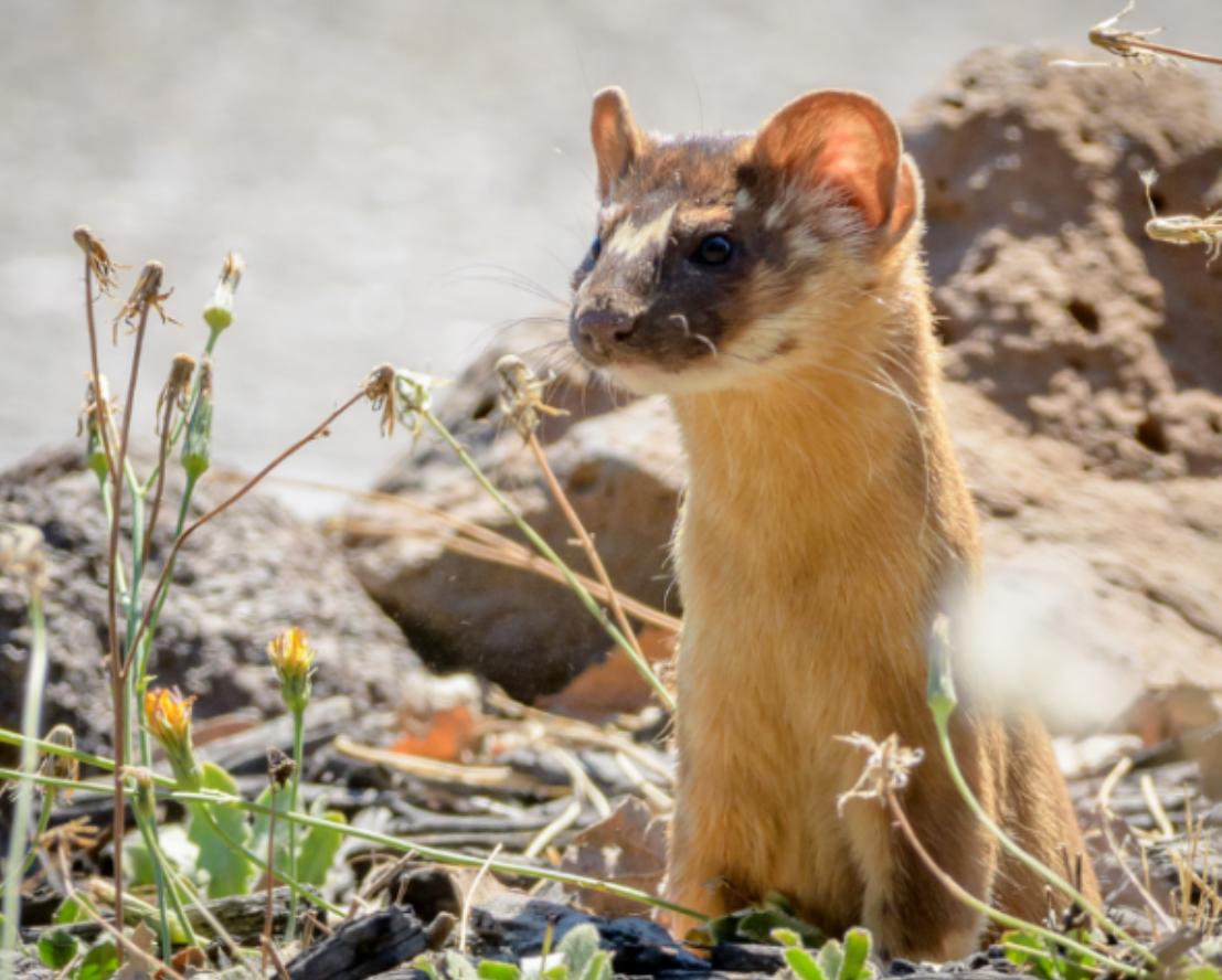 钓鱼佬被抢劫,湖北一钓友常被黄鼠狼“打劫”