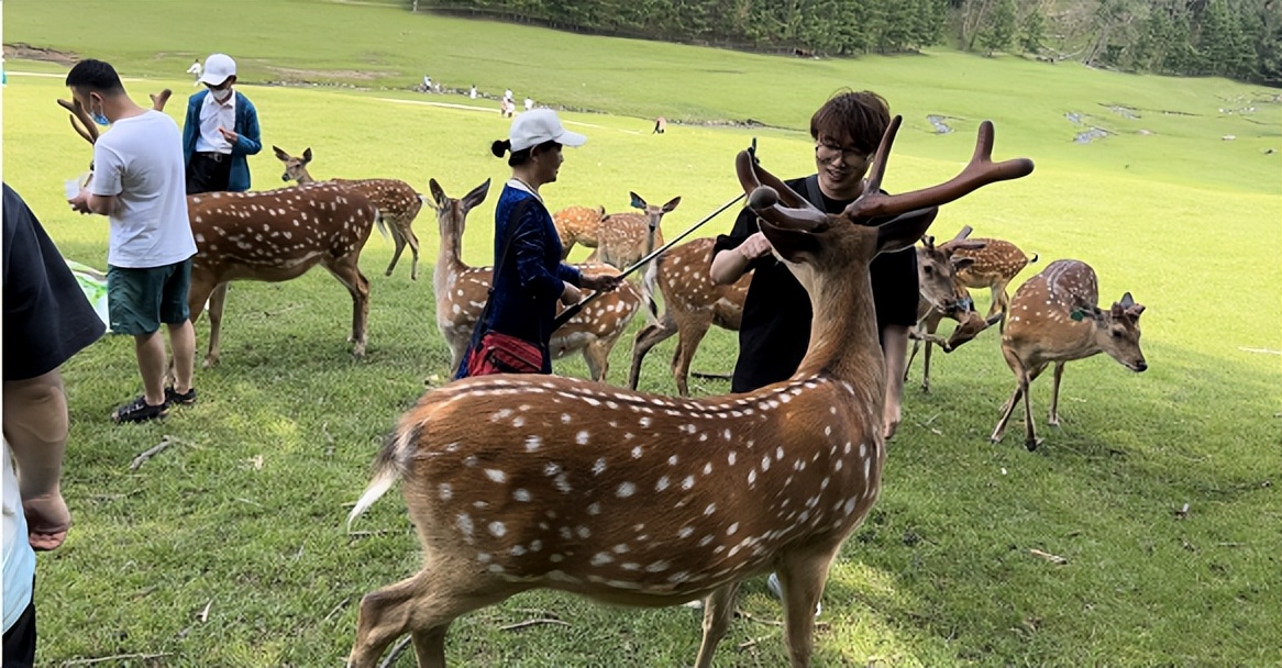 那些逃离大城市去鹤岗买房的人,南方人到鹤岗买房定居