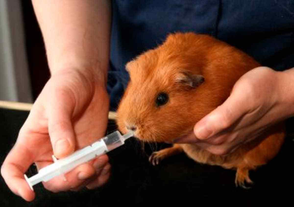 豚鼠呼吸道与肠胃病怎样预防,豚鼠消化疾病