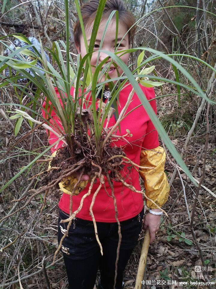 安吉大竹海景区自驾攻略,安吉竹海一日游旅游攻略图