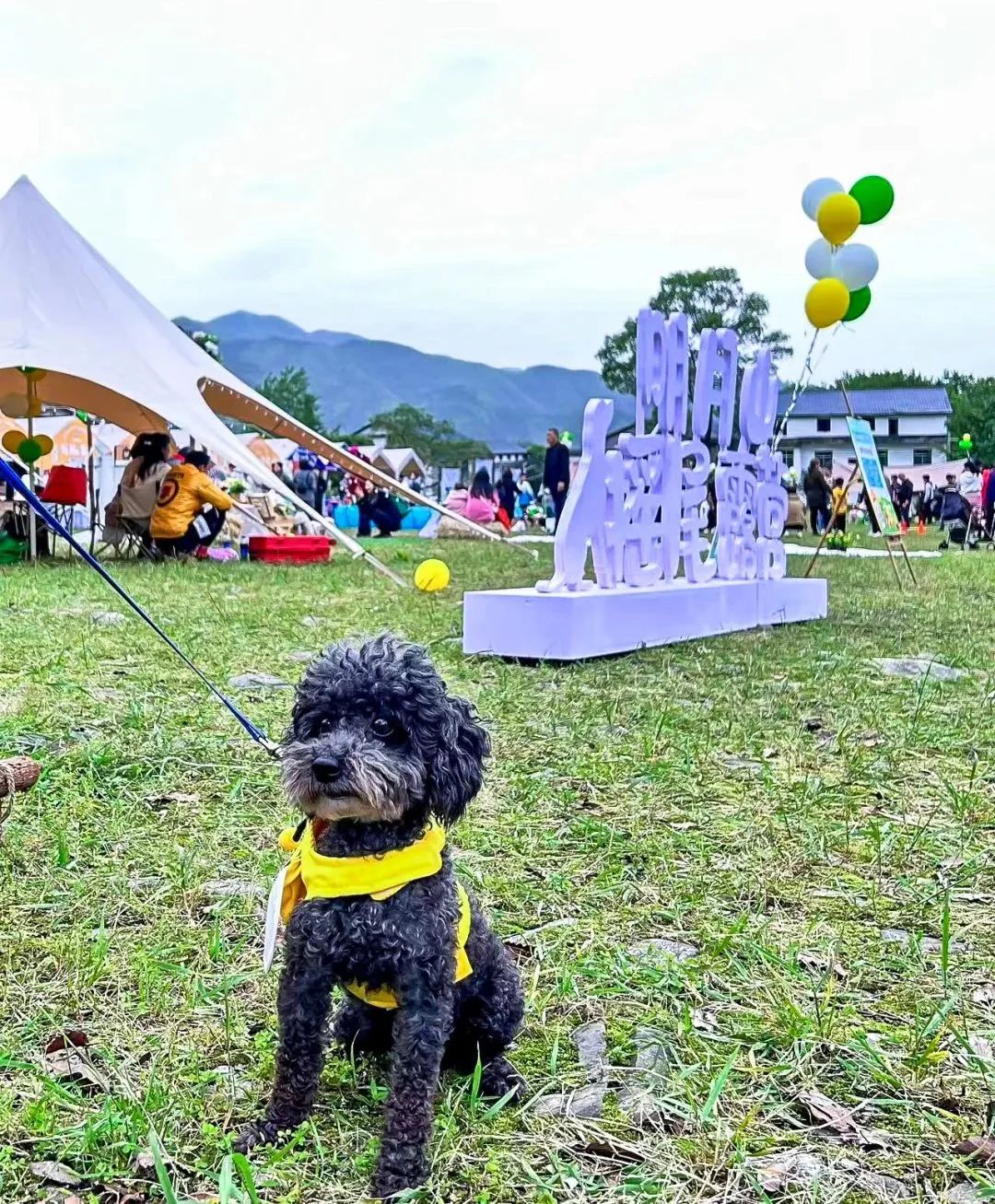 萌宠暴击！对不起我家狗子太萌了，想请你看一下！