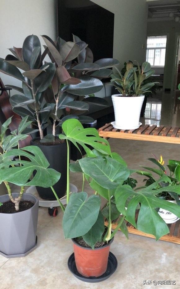 植物净化甲醛有用吗,植物吸甲醛是真的吗