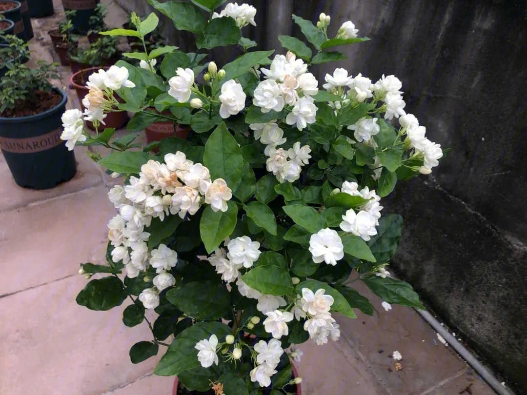 茉莉花怎么养迅速开花,茉莉花如何养开花不断