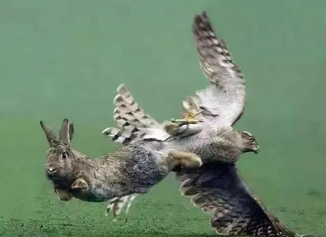 卯兔年，说说我与兔子的那些事