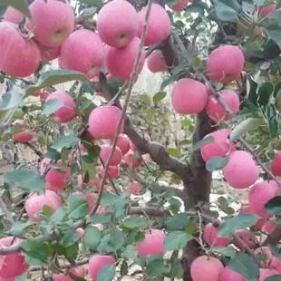 红富士苹果什么样的好吃,红富士脆甜苹果哪产的好吃