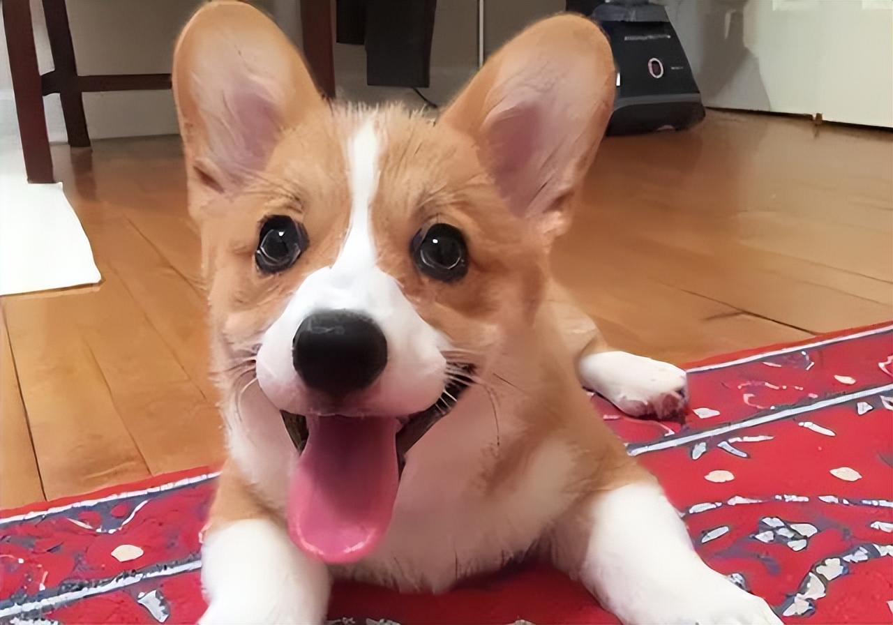 养柯基还是泰迪,养柯基还是泰迪省钱