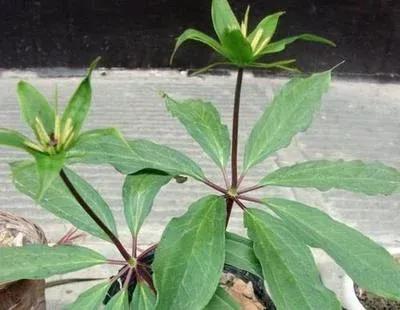 七叶一枝花神农四宝,神农七叶一枝花