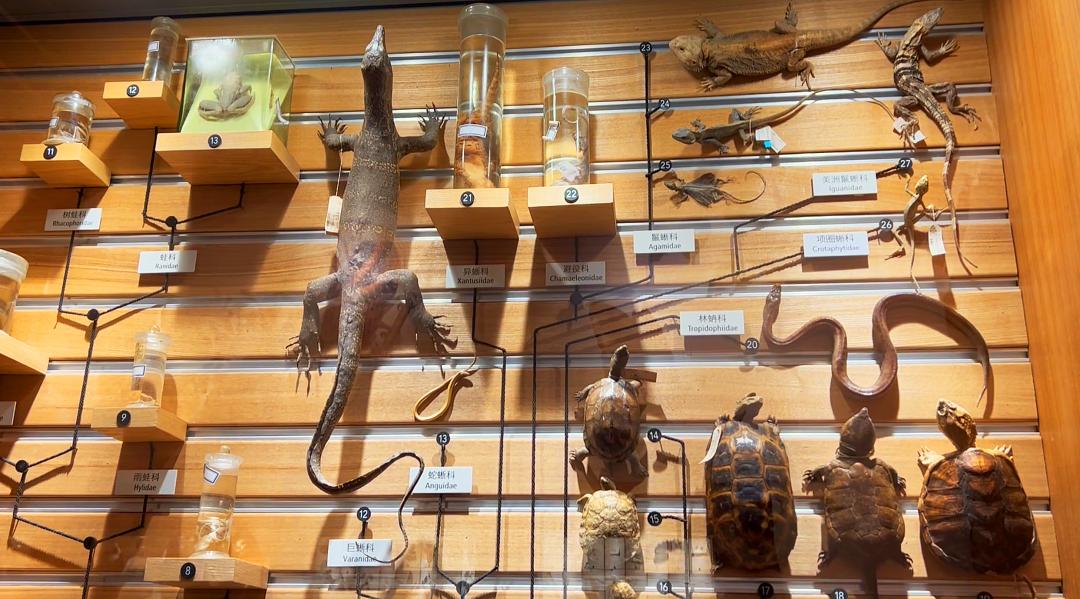 上海自然博物馆隐藏打卡,探秘上海隐秘地